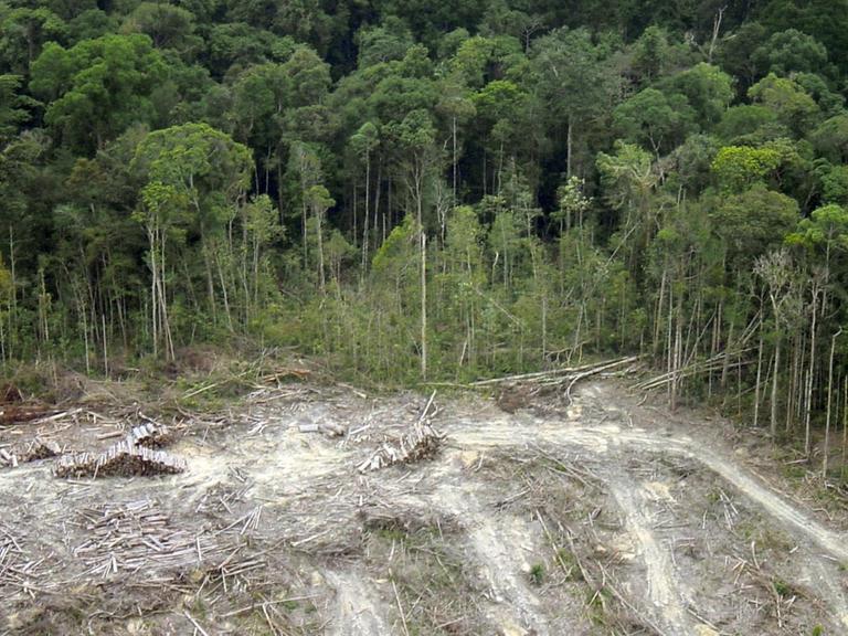 Illegale Abholzung des Regenwaldes auf Sumatra/Indonesien von November 2011.