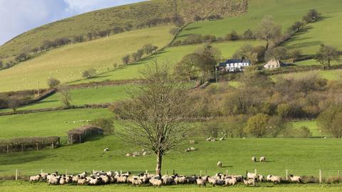 Schafe und eine Schaffarm im Nationalpark Brecon Beacons in Wales.