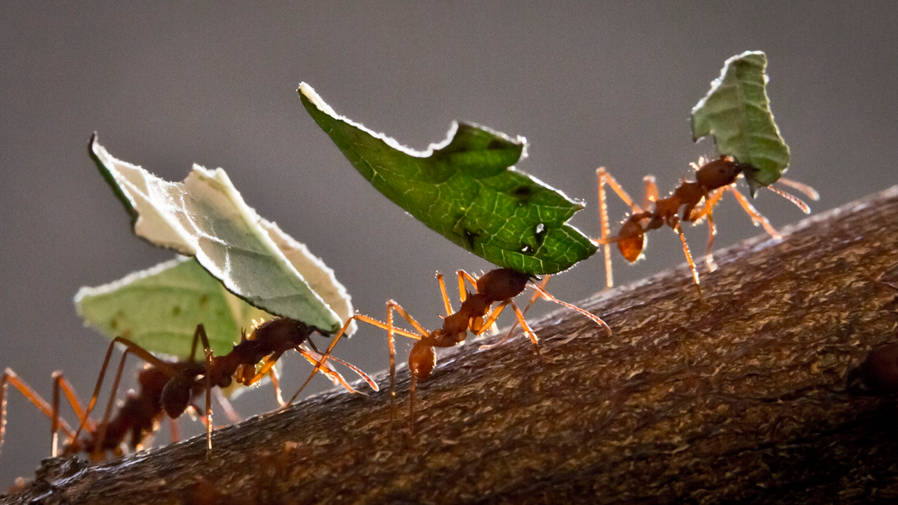AmeisenGene Das Geheimnis der Königin