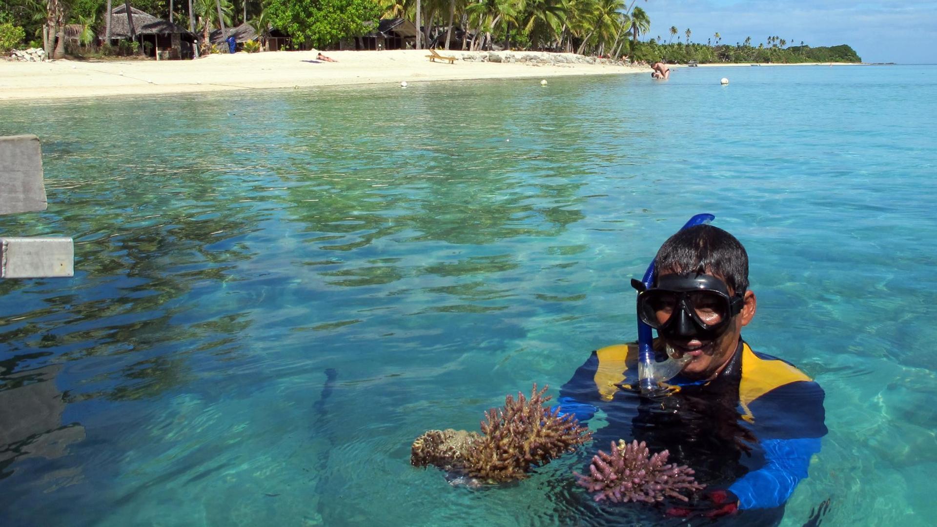 Michael Wong, Animateur in einer Hotelanlage auf der Insel Malolo in Fidschi, taucht am 15.07.2012 in seinem Korallengarten und birgt Dornenkronenseesterne.