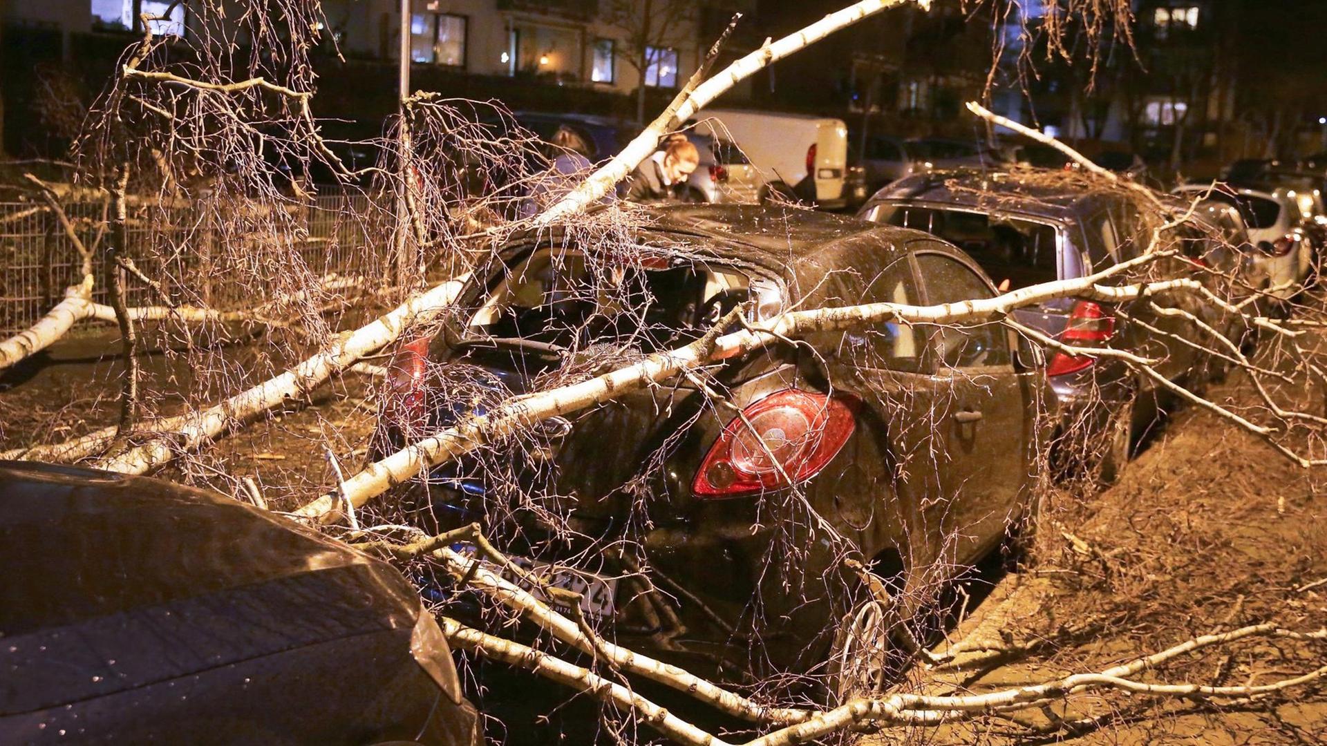 Ein geparktes Auto ist von einem umgestürzten Baum bedeckt.