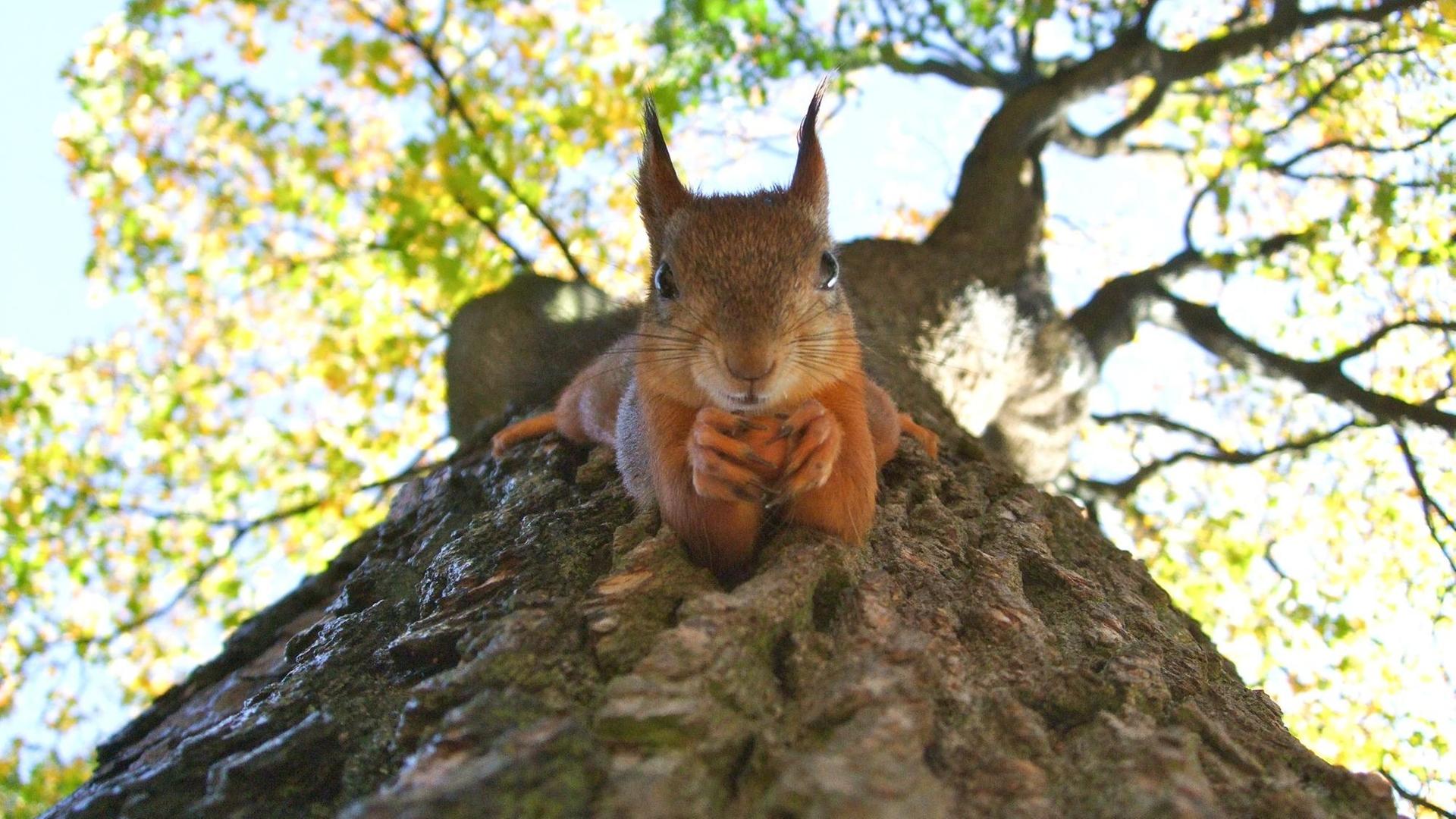 Ein rotbraunes Eichchörnchen mit einer Nuss zwischen den Vorderpfoten hält sich kopfüber mit den Hinterpfoten an einem Baumstamm fest