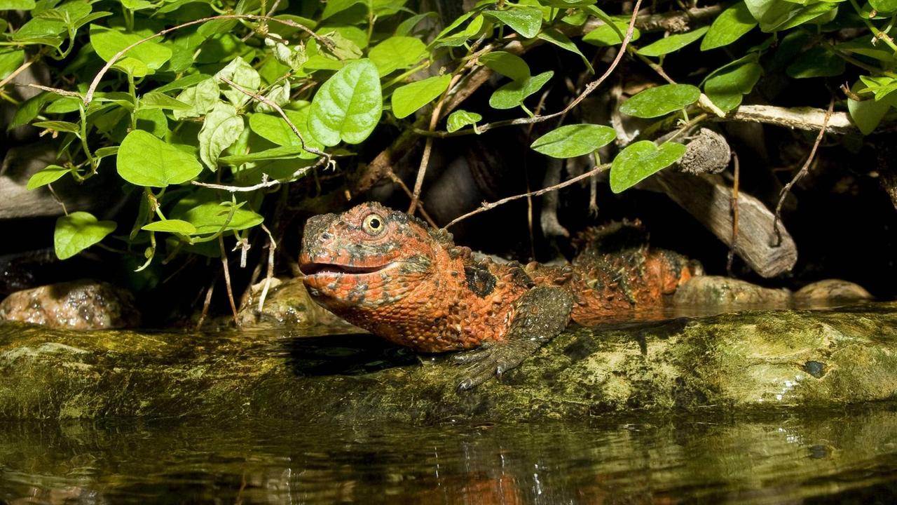 Am Wasserrand liegt eine rotbraun-grüne Echse. Es ist die vietnamesische Krokodilschwanzechse.