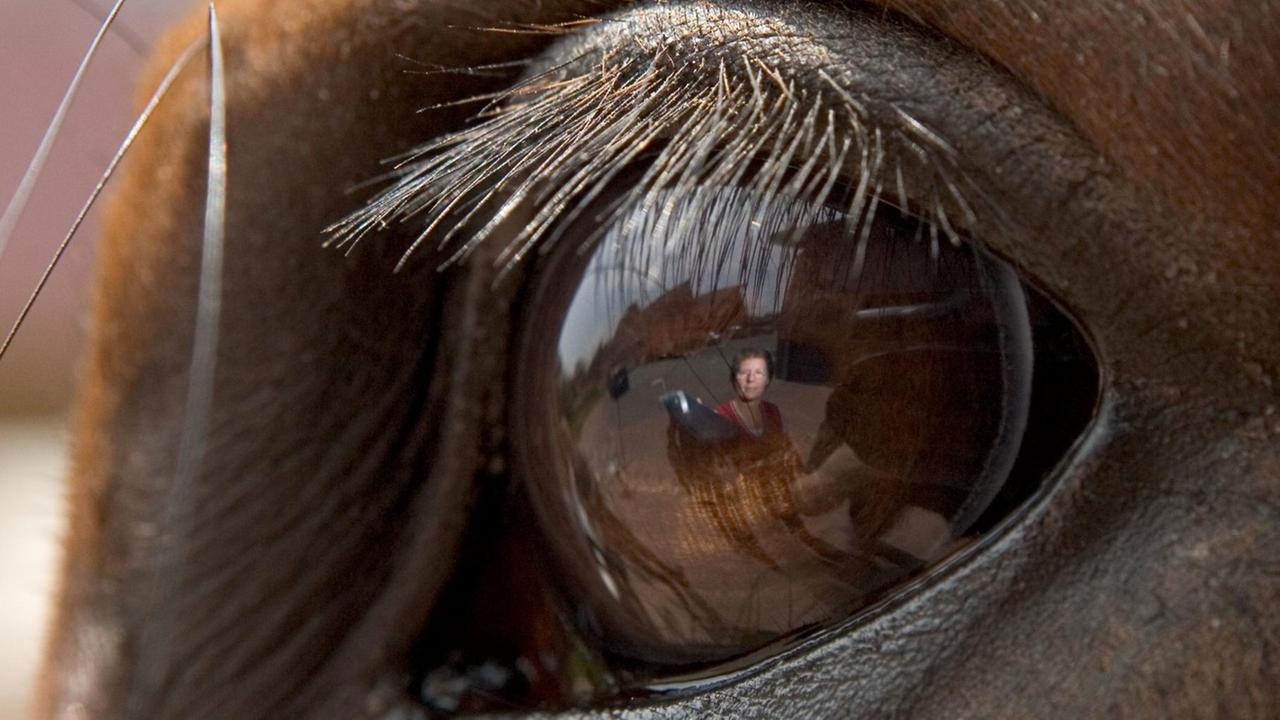 Das Auge eines Pferdes in Nahaufnahme