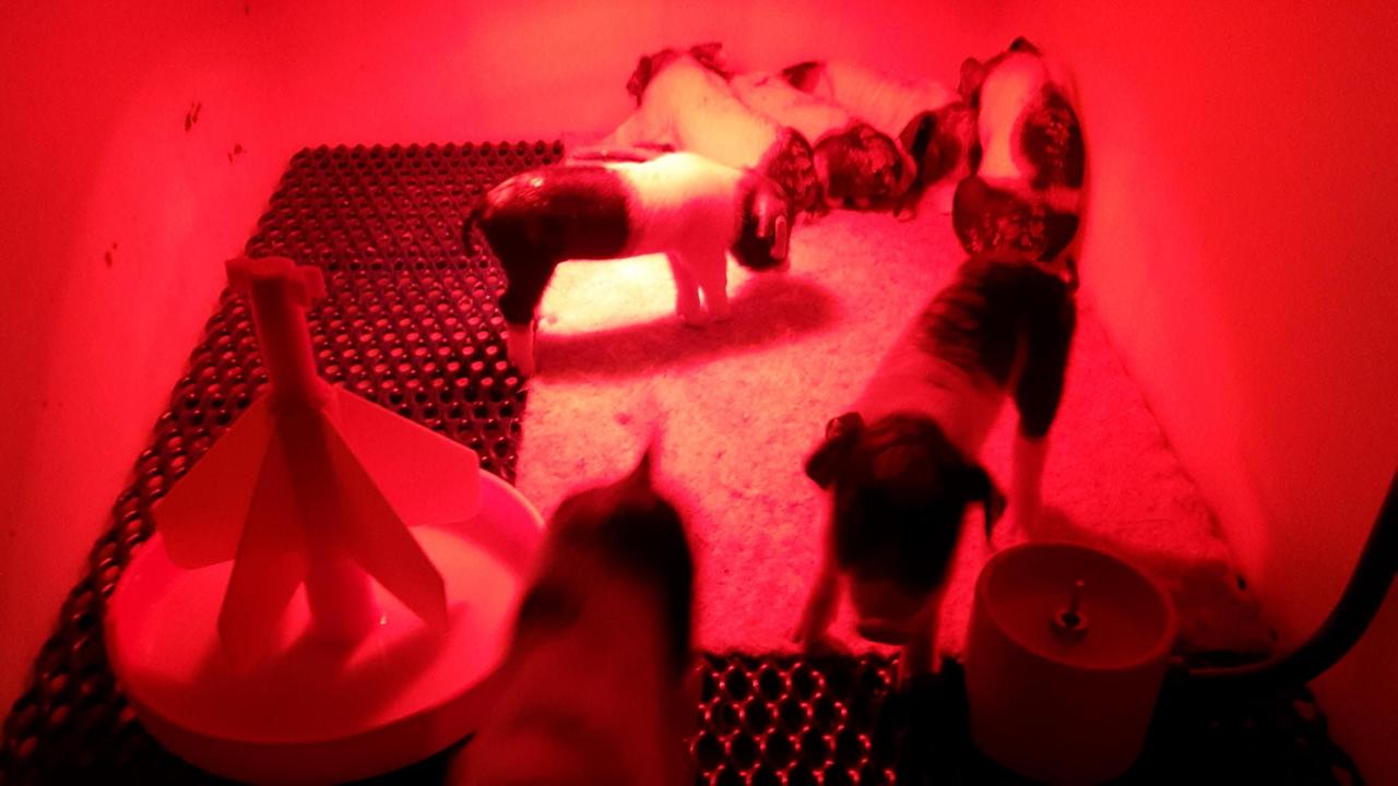Ferkel unter Rotlicht