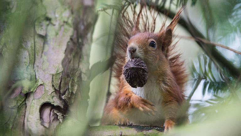 Ein Eichhörnchen knabbert an einer Nuss.