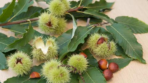Die Früchte einer Esskastanie, auch Maronen genannt, liegen mit ihren stacheligen Schalen und Zweigen mit ihren gezackten Blättern auf einem Tisch.