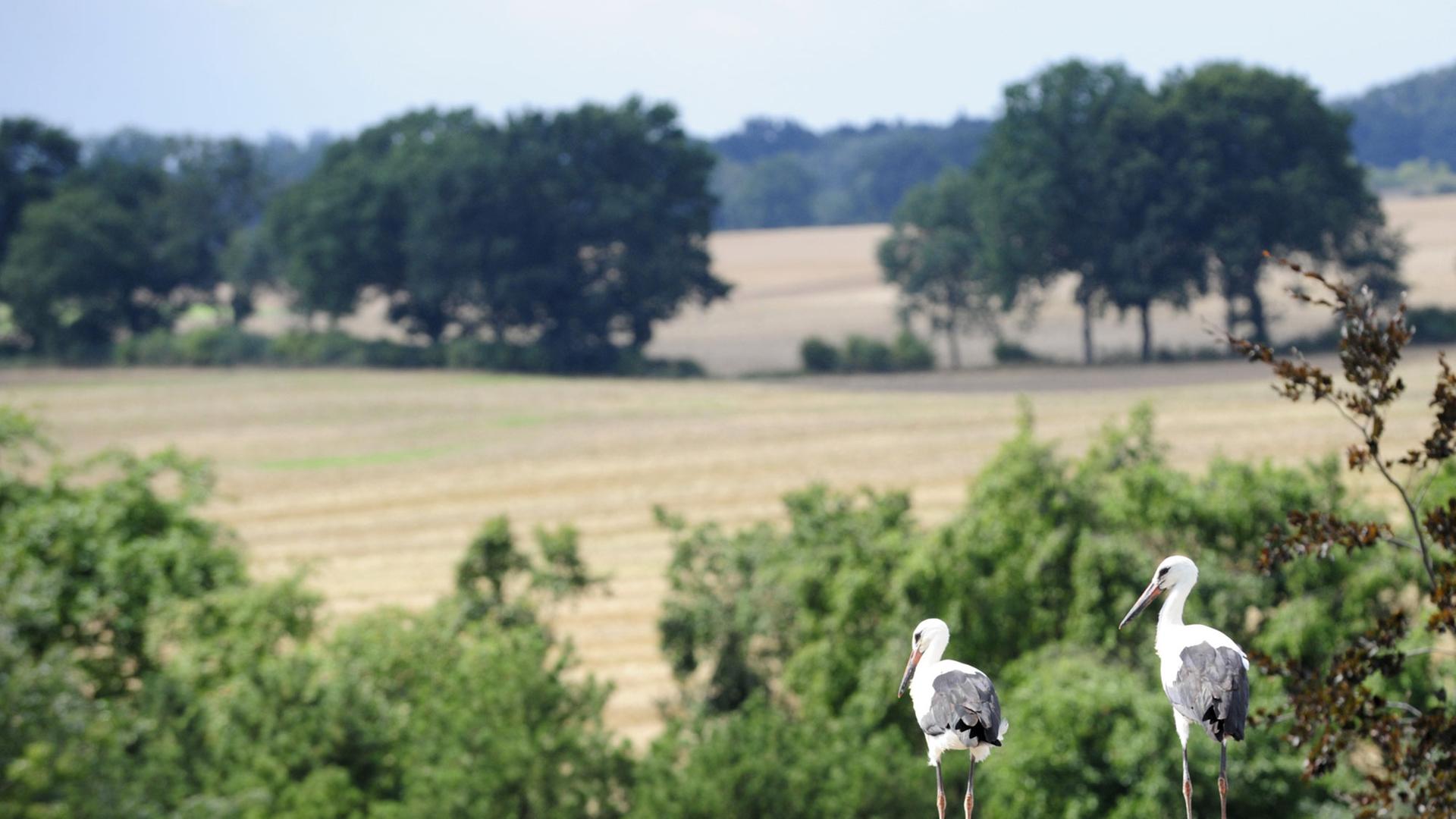 Zwei Jungstörche sitzen in Veelböken im Landkreis Nordmecklenburg in ihrem Nest. Zwei Jungstörche sitzen in Veelböken im Landkreis Nordmecklenburg in ihrem Nest.