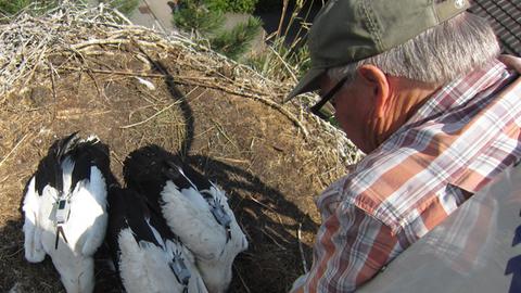 Drei Störche liegen in ihrem Nest, "Storchenvater" Wolfgang Schäfle schaut auf sie herunter.