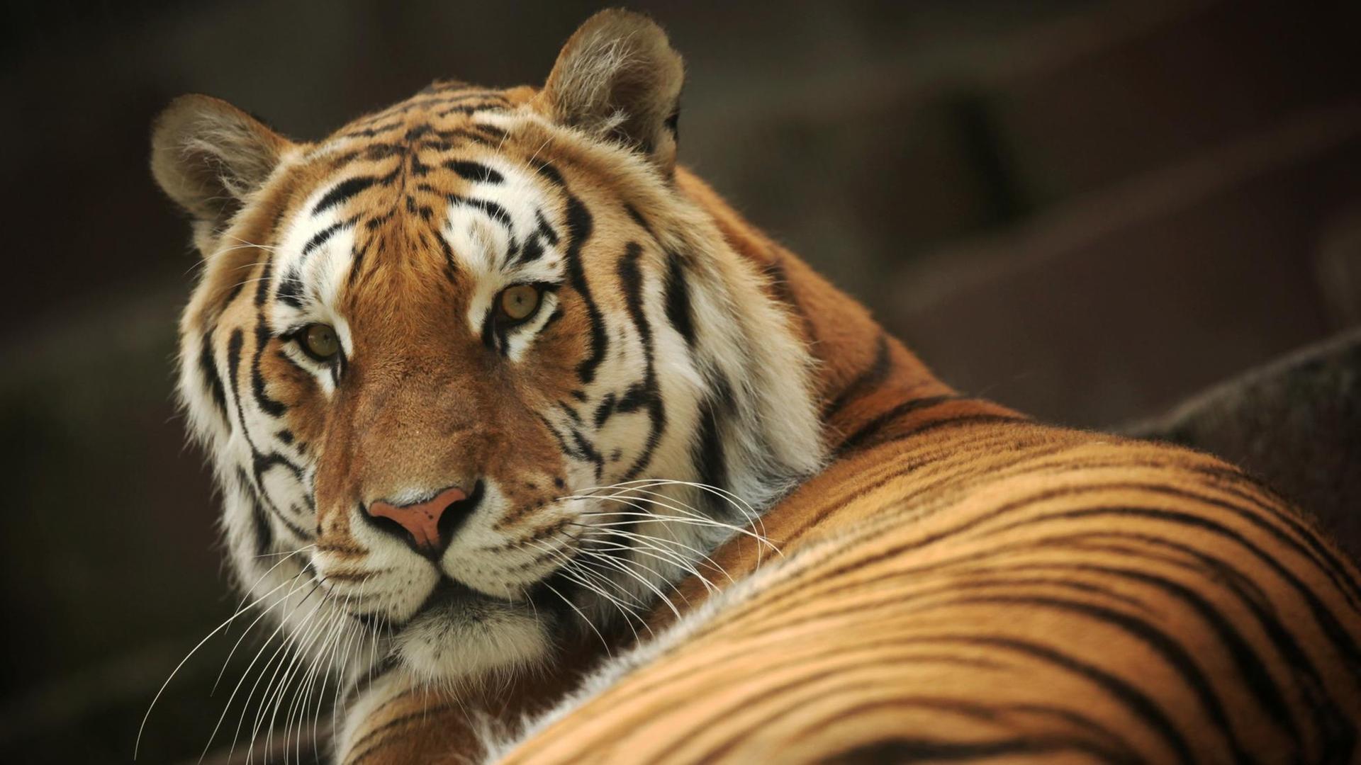 Ein liegender Bengal-Tiger blickt in die Kamera. Ein liegender Bengal-Tiger blickt in die Kamera.