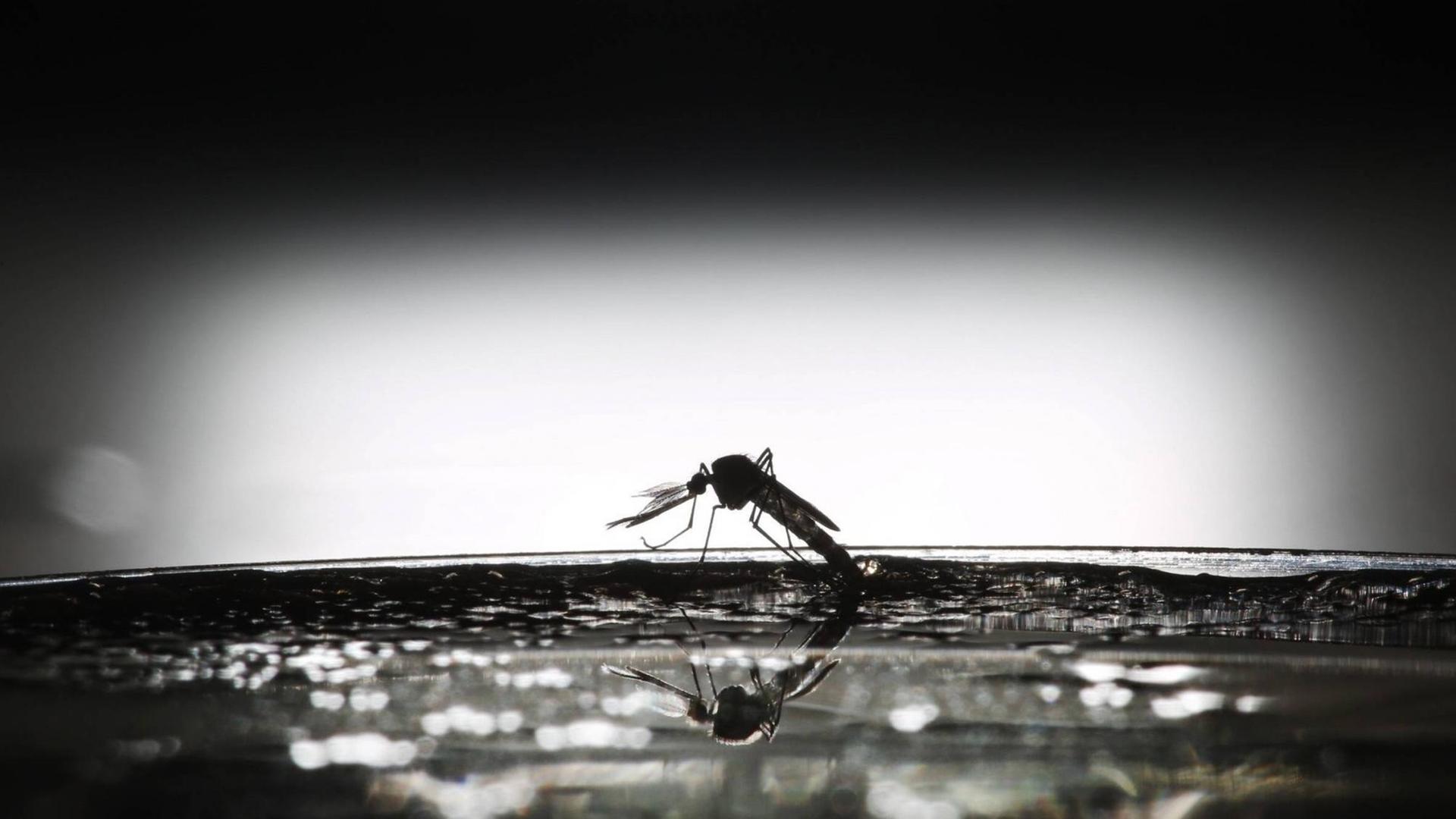 Eine Welt ohne Malaria-Moskitos ist möglich - aber darf Mensch Gott spielen?