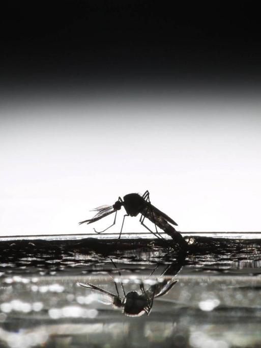 Eine Welt ohne Malaria-Moskitos ist möglich - aber darf Mensch Gott spielen?