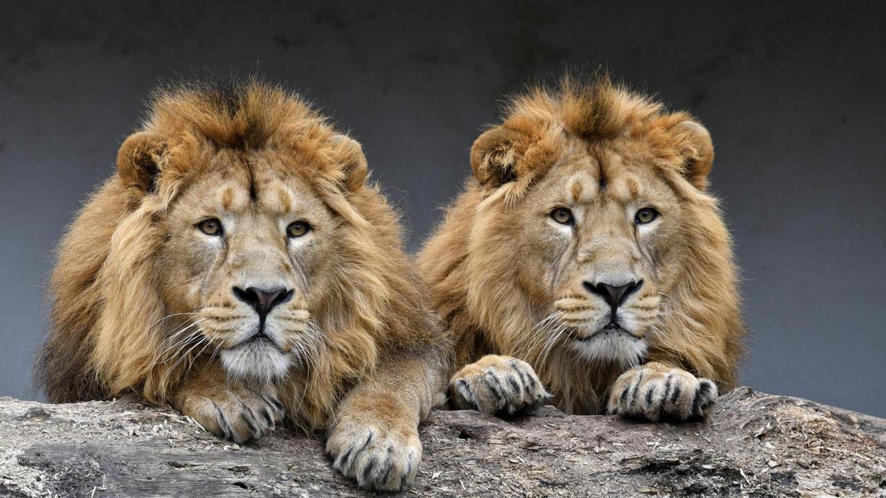 Asiatische Löwen (Panthera leo persica), zwei Männchen nebeneinander, Tierportrait, captive Verwendung weltweit, Keine Weitergabe an Wiederverkäufer.