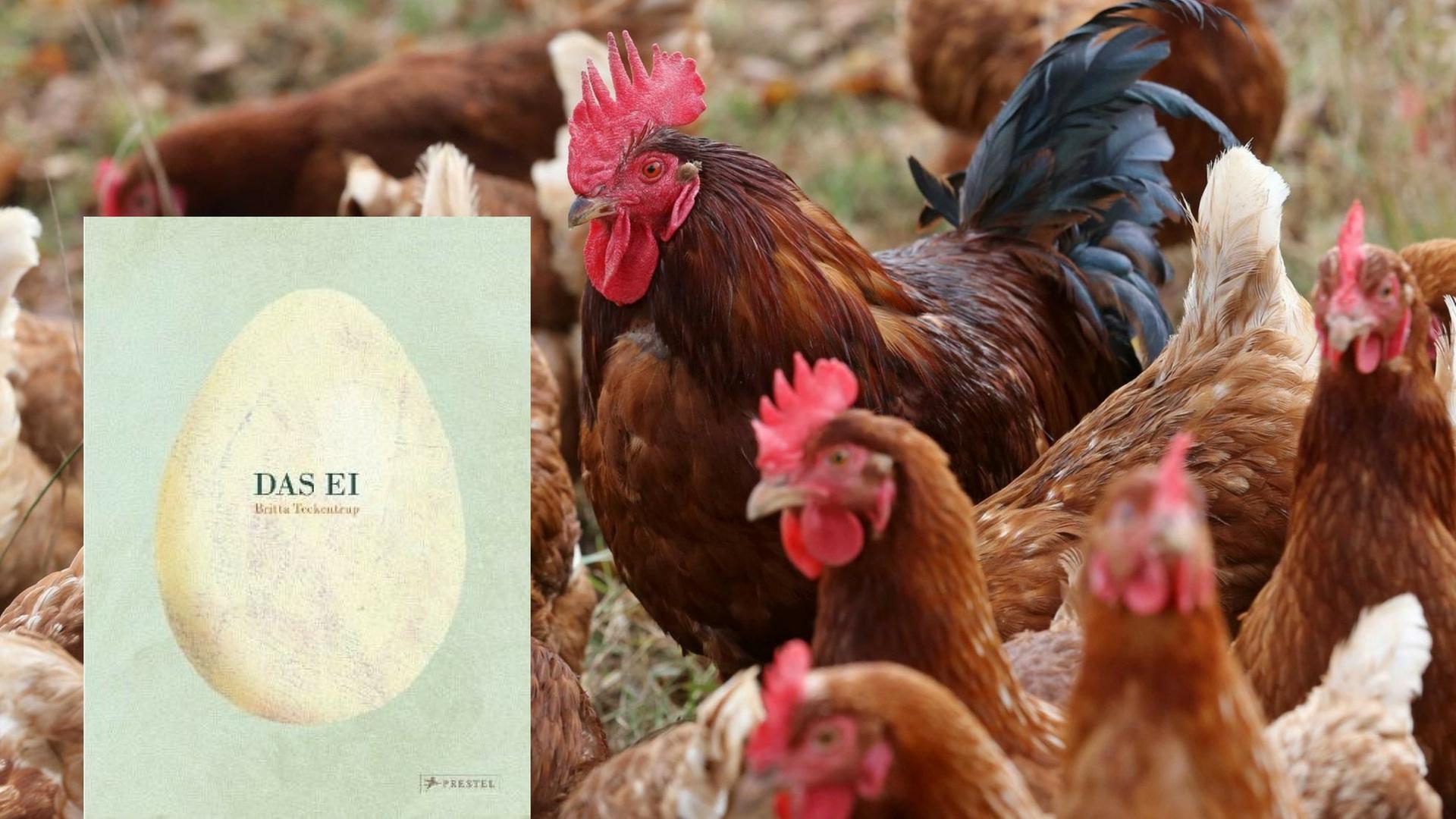 Freilandhühner am Niederrhein und Bildcover "Das Ei" von Britta Teckentru p (Buchkritik)