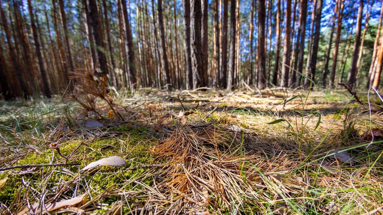 Waldboden in einem typischen Brandenburger Kiefernwald in der Lausitz. Aufgrund hoher Temperaturen und Trockenheit aufgrund fehlenden Regens herrscht in Brandenburger Waeldern erhoehte Waldbrandgefahr. |