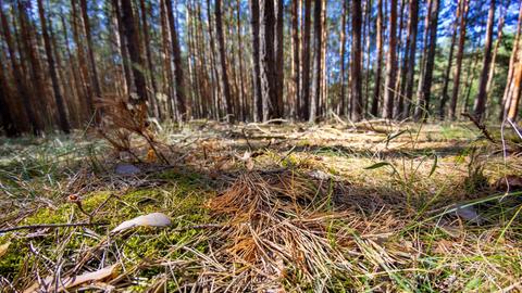 Waldboden in einem typischen Brandenburger Kiefernwald in der Lausitz. Aufgrund hoher Temperaturen und Trockenheit aufgrund fehlenden Regens herrscht in Brandenburger Waeldern erhoehte Waldbrandgefahr. |
