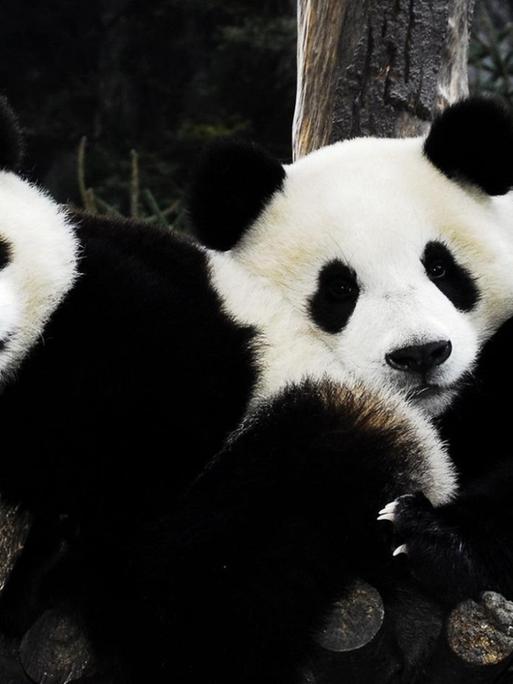 Zwei Panda-Bären sonnen sich aneinandergekuschelt im chinesischen "Conservation and Reserche Center fpr the Fiant Panda in Wolong".