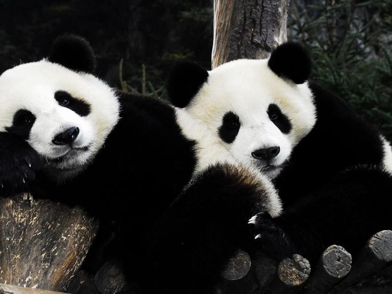 Zwei Panda-Bären sonnen sich aneinandergekuschelt im chinesischen "Conservation and Reserche Center fpr the Fiant Panda in Wolong".