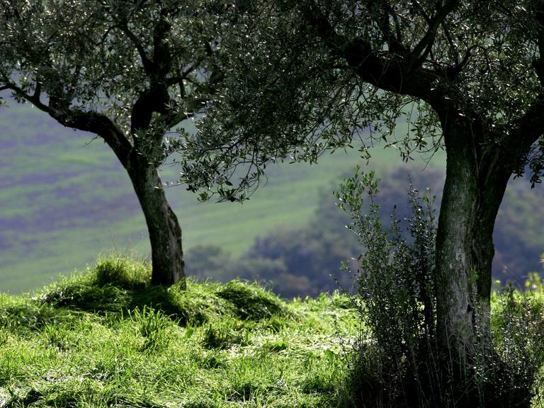 Blick auf Olivenbäume in der Toskana, aufgenommen im Oktober 2005.