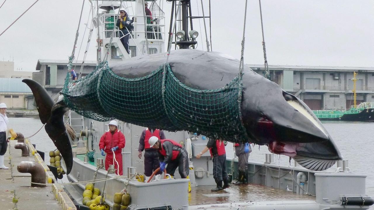 Japanische Walfänger mit ihrer Beute