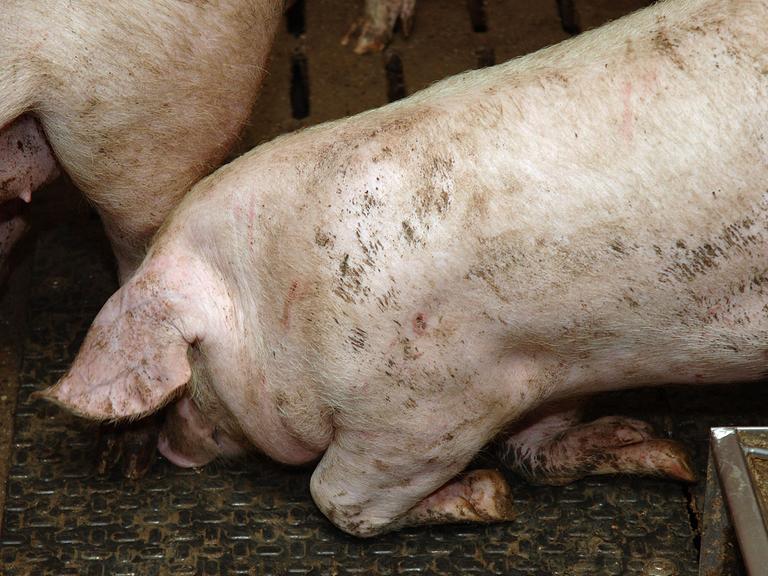 Schweinemast in Deutschland: Dieses Tier leidet unter seinem eigenen Körpergewicht und kann sich nur mit Mühe aufrichten.