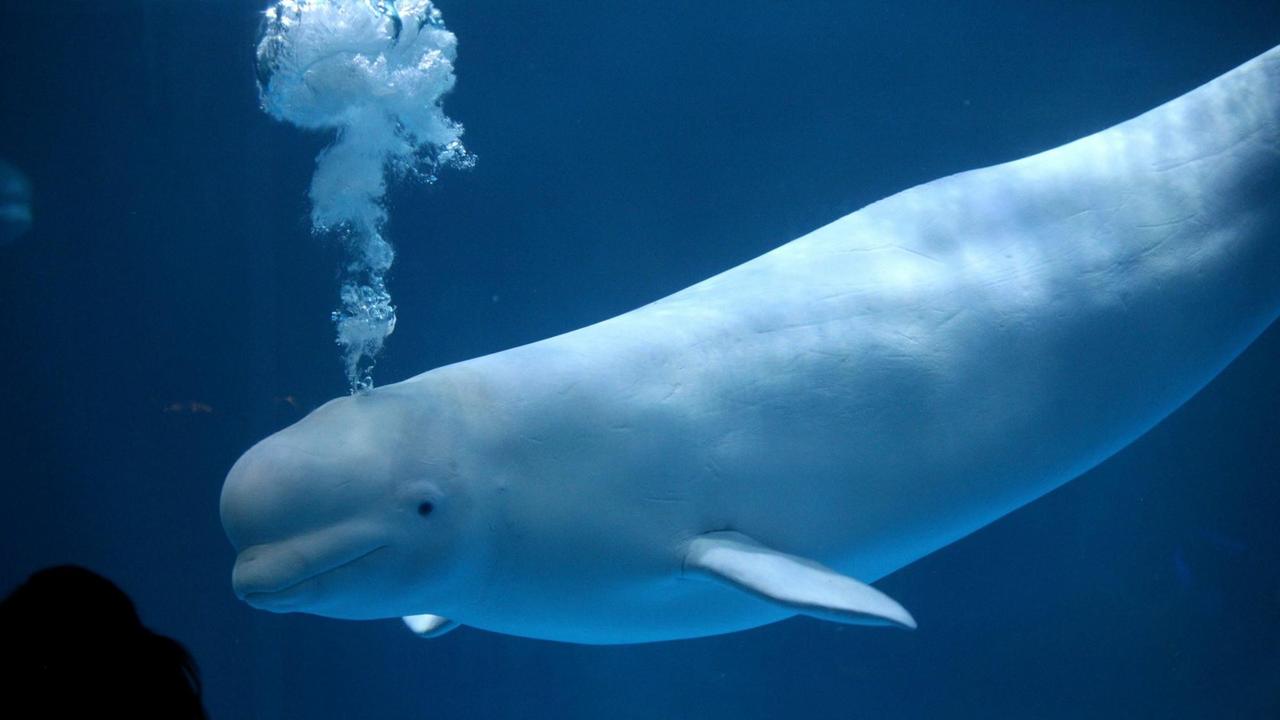 In Moby Dick widmet der Schriftsteller Herman Melville der Farbe Weiß ein ganzes Kapitel. Für ihn war der Weiße Wal das Symbol des Schreckens