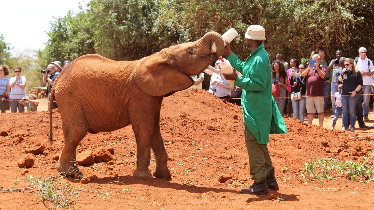 Elefantenbaby trinkt aus der Milchflasche. Elefantenwaisenhaus David Sheldrick´s Wildlife Trust Nairobi