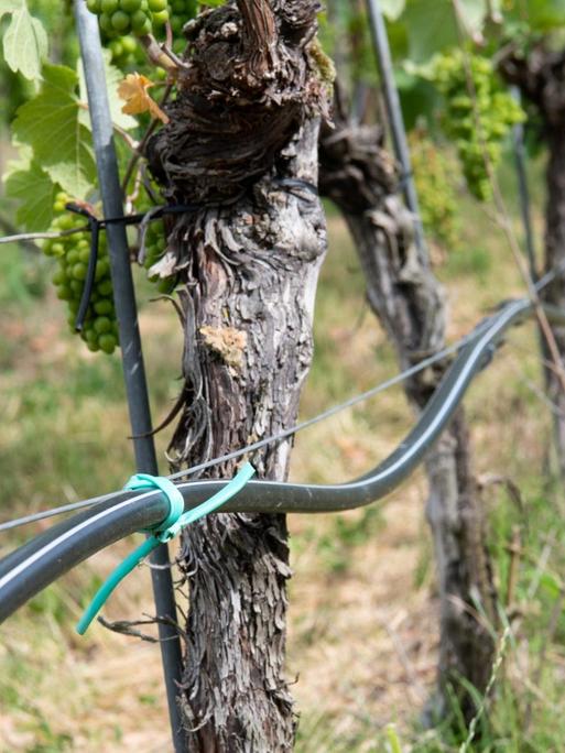 Bewässerungssystem für bodennahe Betropfung von Weinreben. 45 Winzer aus der Region Volkach haben sich zusammengeschlossen und gemeinsam mit der Fernwasserversorgung Franken ein Wassermanagementsystem umgesetzt, das sowohl die Umwelt schont als auch die autarke Bewässerung der Weinberge in trockenen Sommern sicherstellt