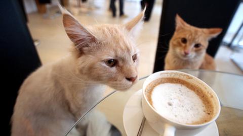 Neugierige Besucher in Wiens erstem Katzen-Café "Neko"