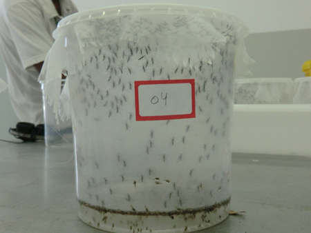 Gentechnisch veränderte männliche Dengue-Mücken bereit ausgesetzt zu werden.