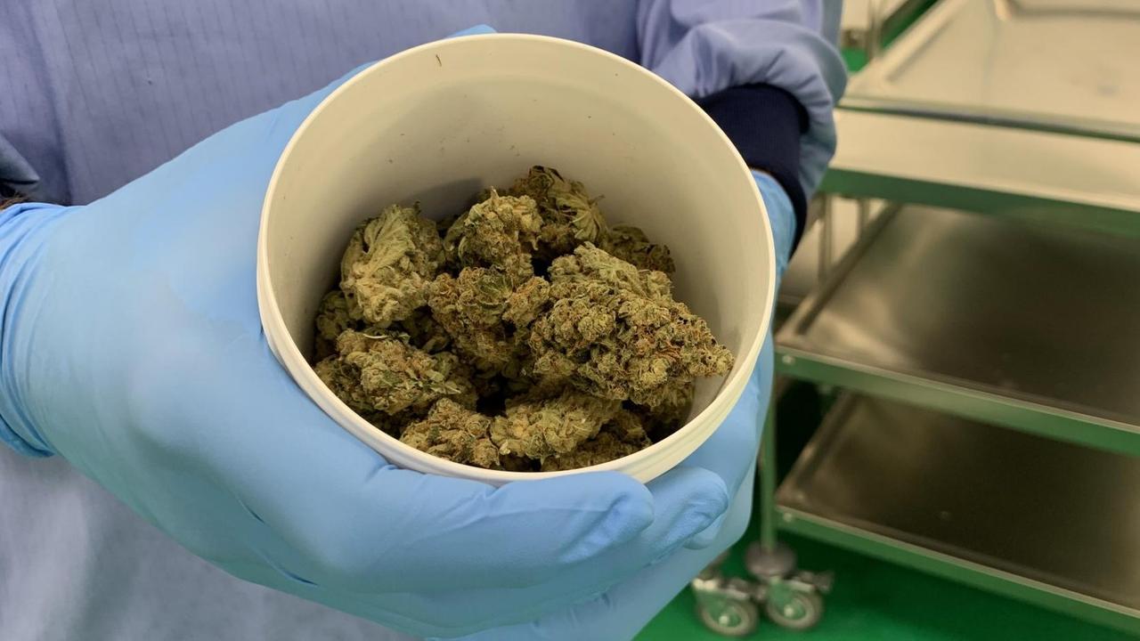 Ein Demecan-Mitarbeiter hält in Ebersbach im Landkreis Meißen eine Schüssel voller Cannabisblüten in die Kamera, die von den ersten Pflanzen stammen, die dort zu Forschungszwecken angebaut werden. Er trägt blaue Handschuhe.