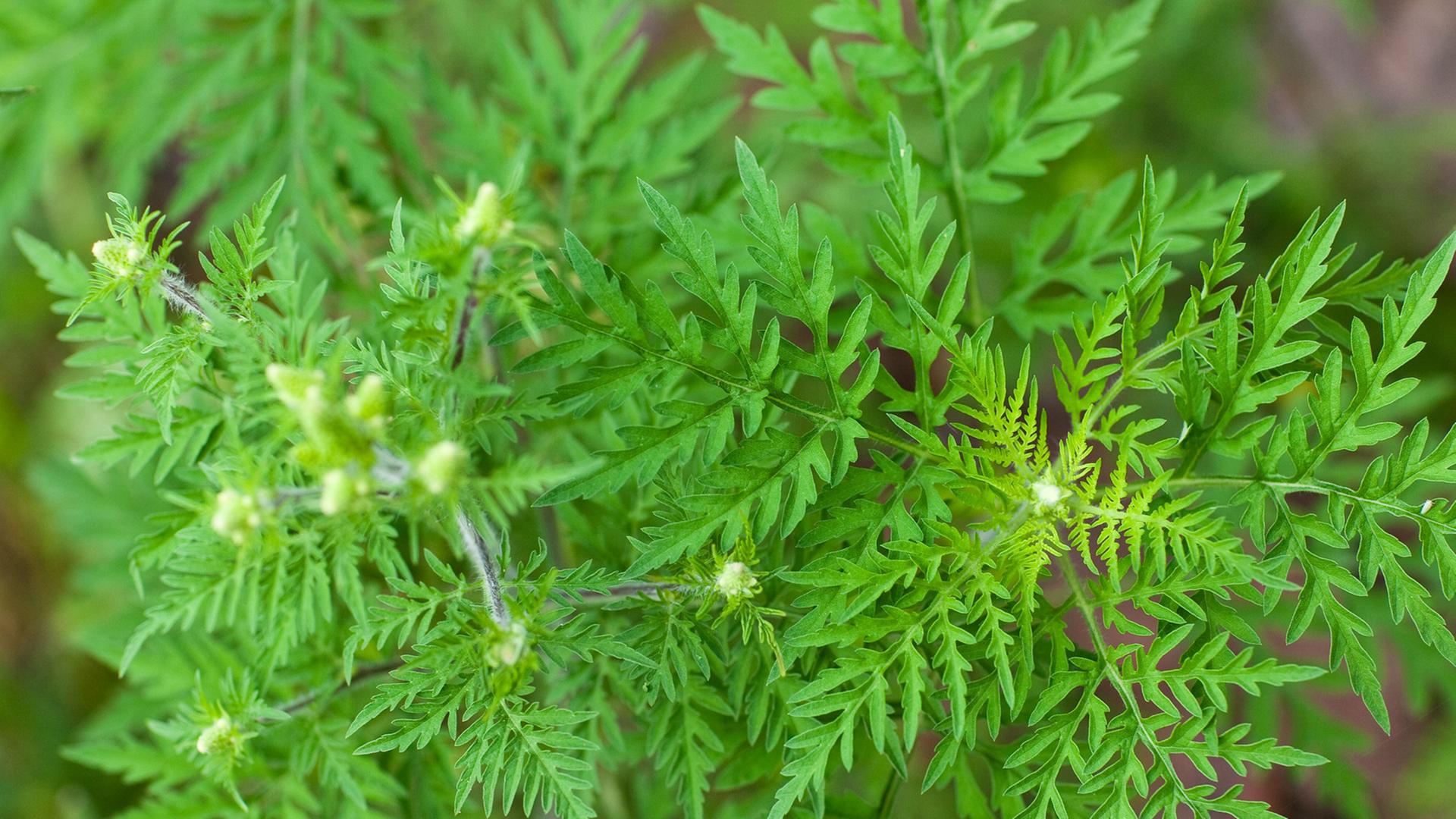 Eine Beifuß-Ambrosiapflanze