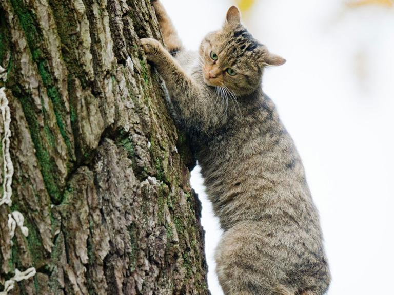 Eine Wildkatze (Felis silvestris) klettert am 29.10.2015 auf einem Baum im Wisentgehege in Springe in der Region Hannover (Niedersachsen).