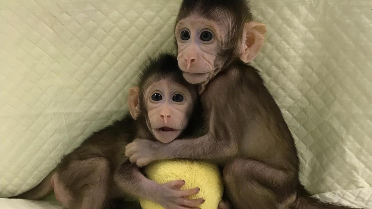 Die geklonten Affen Hua Hua und Zhong Zhong Die geklonten Affen Hua Hua und Zhong Zhong