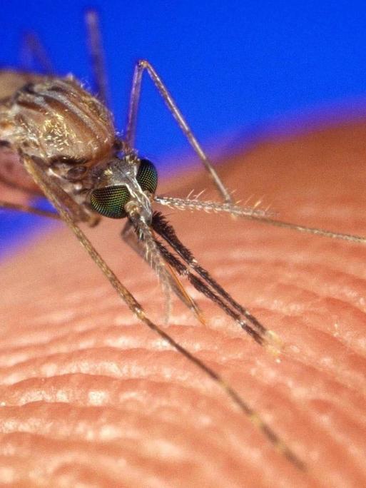 This female Anopheles gambiae mosquito-one of several species that can carry deadly malaria-surely used her sophisticated sniffing ability to find a place to eat. Foto: NNS /Landov dpa