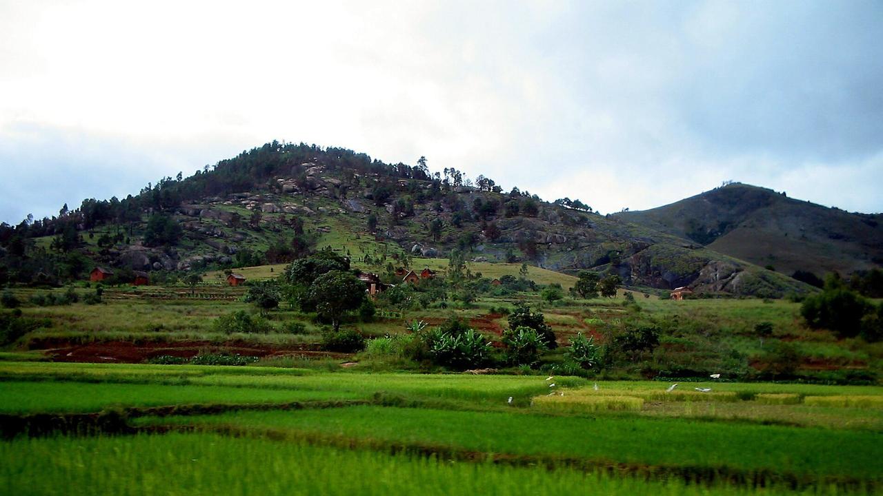 COPYRIGHT SERGE DI LORETO/ MAXPPP/ MADAGASCAR LE 01/08/2011 RIZIERE A MADAGASCAR. |
