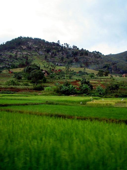 COPYRIGHT SERGE DI LORETO/ MAXPPP/ MADAGASCAR LE 01/08/2011 RIZIERE A MADAGASCAR. |