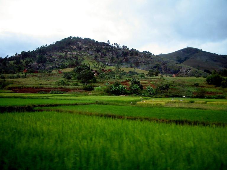 COPYRIGHT SERGE DI LORETO/ MAXPPP/ MADAGASCAR LE 01/08/2011 RIZIERE A MADAGASCAR. |