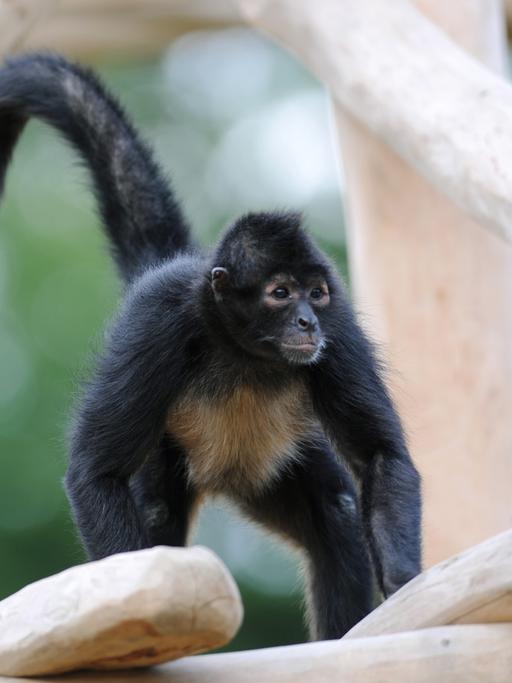 Klammeraffe Coco steht am Freitag (27.05.2011) im Tierpark Sababurg bei Hofgeismar (Landkreis Kassel) auf der Holzkonstruktion der neuen Kletterwelt. Da die Affen wasserscheu sind, können Besucher die Tiere beobachten, ohne durch einen Zaun zu schauen.
