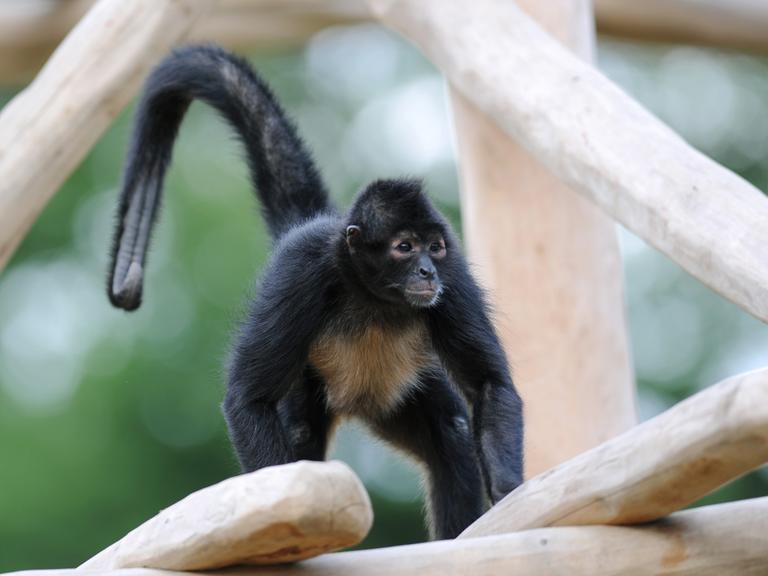 Klammeraffe Coco steht am Freitag (27.05.2011) im Tierpark Sababurg bei Hofgeismar (Landkreis Kassel) auf der Holzkonstruktion der neuen Kletterwelt. Da die Affen wasserscheu sind, können Besucher die Tiere beobachten, ohne durch einen Zaun zu schauen.
