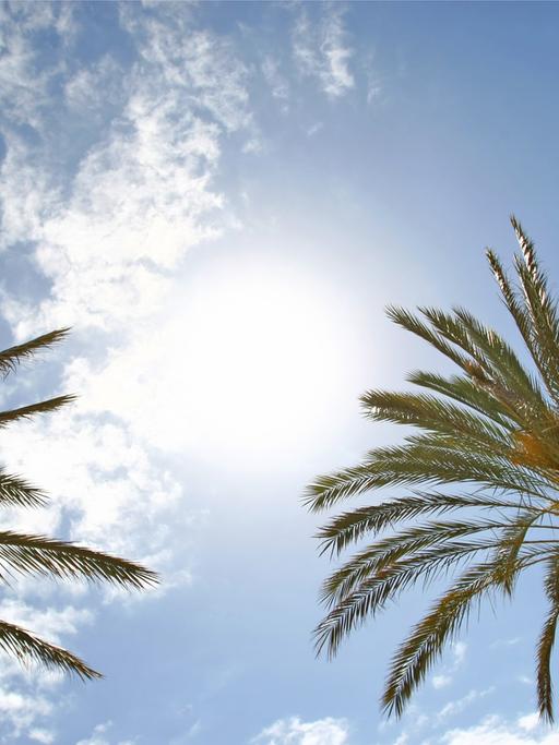 Palmen vor blauem Himmel und Sonnenschein
