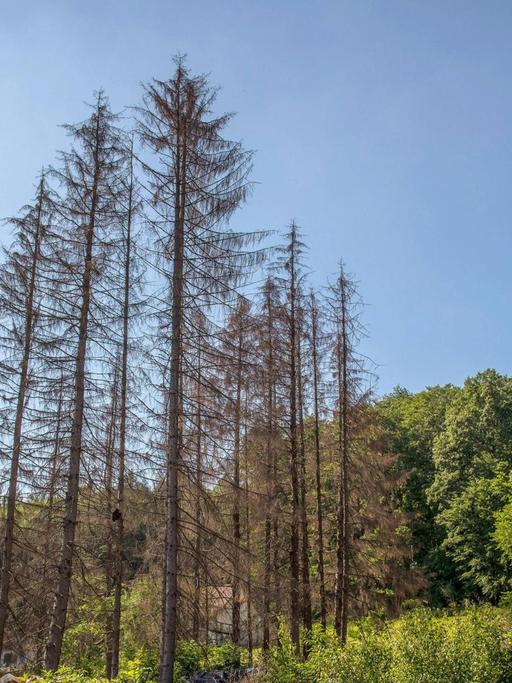 Abgestorbene Bäume im Odenwald auf einer Aufnahme vom 21.05.2020. Die Trockenheit ist die Ursache fürr die Schäden.
