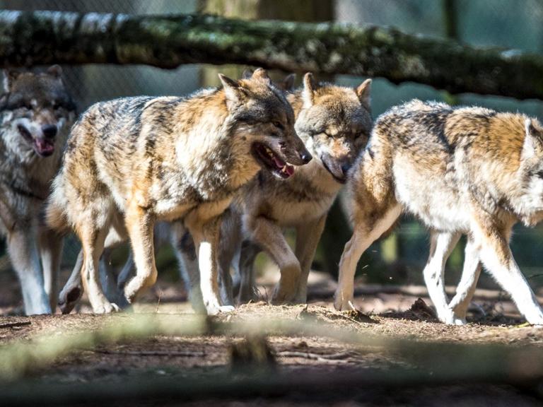 Ein Rudel Wölfe streift im Februar 2017 im Wildpark in Poing (Bayern) durch ein Gehege.