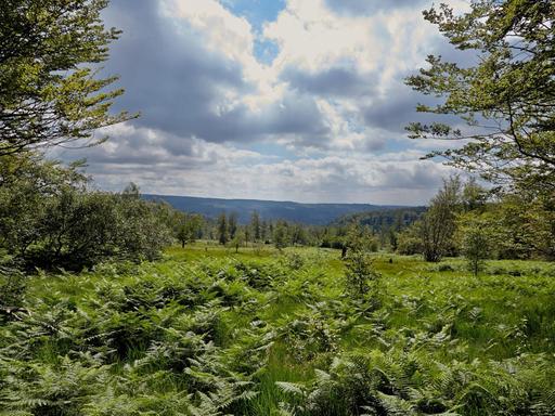 Ein Hochmoor im Nationalpark Hunsrück-Hochwald bei Deuselbach (Rheinland-Pfalz).