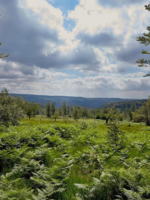 Ein Hochmoor im Nationalpark Hunsrück-Hochwald bei Deuselbach (Rheinland-Pfalz).