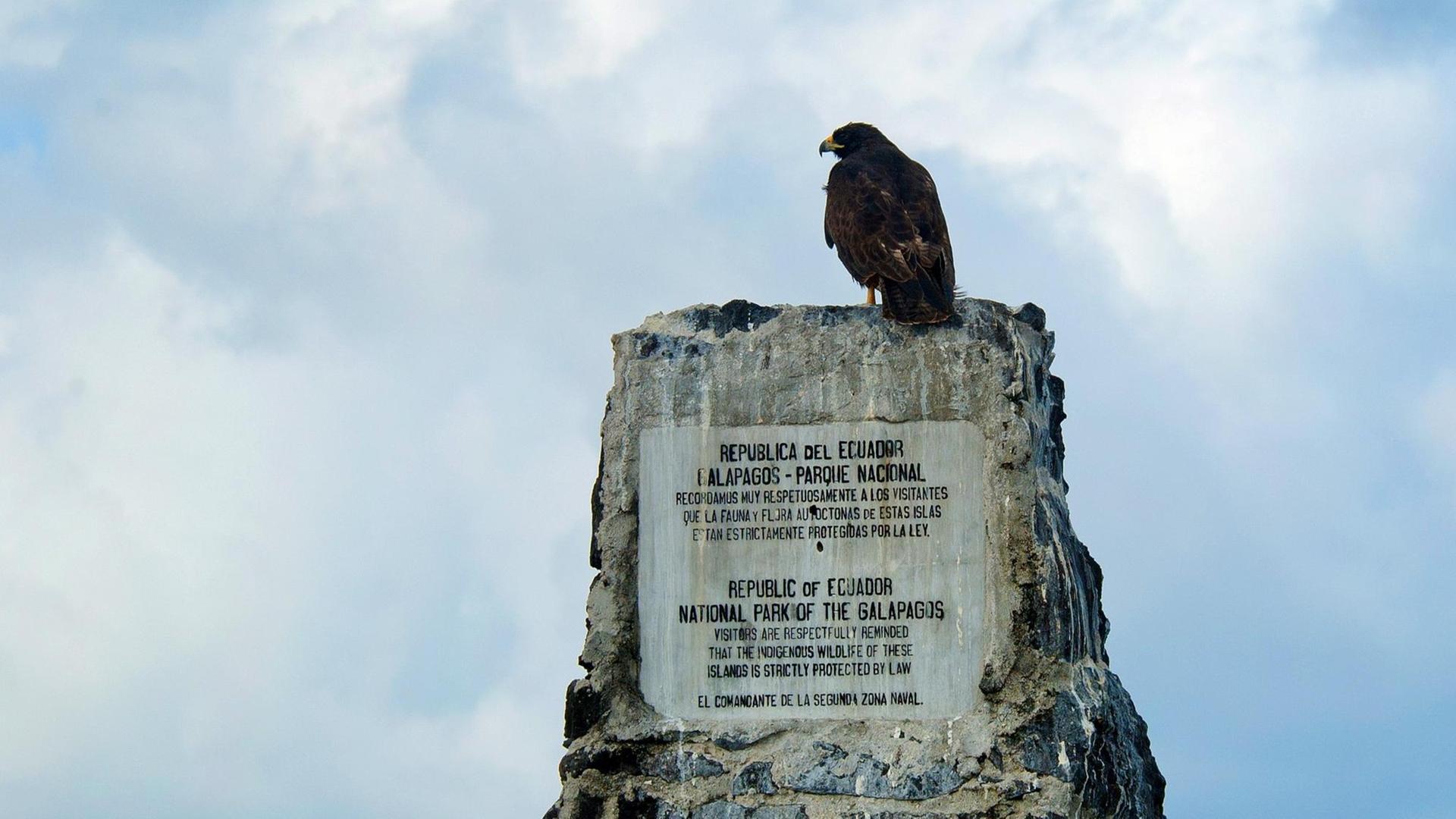 Ein Galapagosbussard sitzt auf einem Grenzstein, Bussard