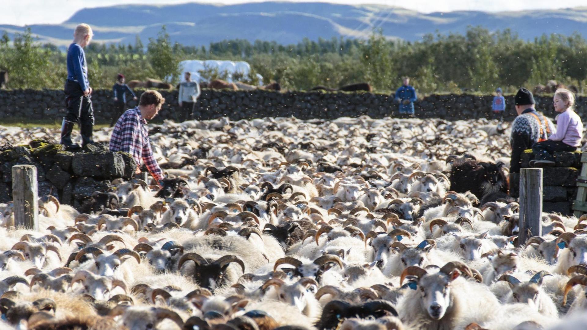 Schafe beim traditionellen Almabtrieb im Süden Islands