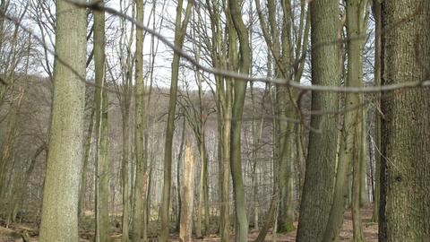 Buchenwald des Weltnaturerbe Grumsin, Brandenburg