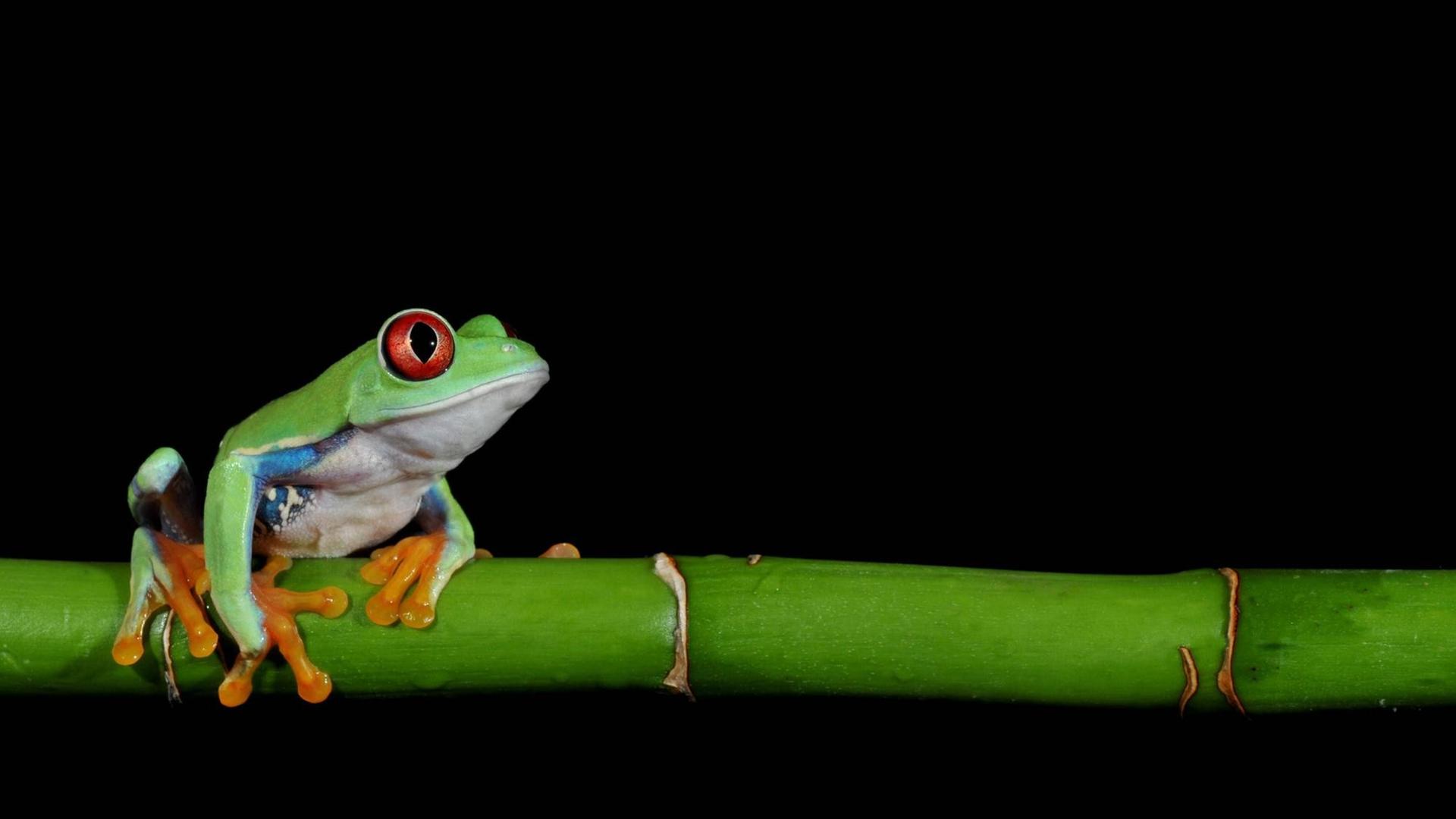 Ein bunter Frosch sitzt auf einem Bambusrohr.