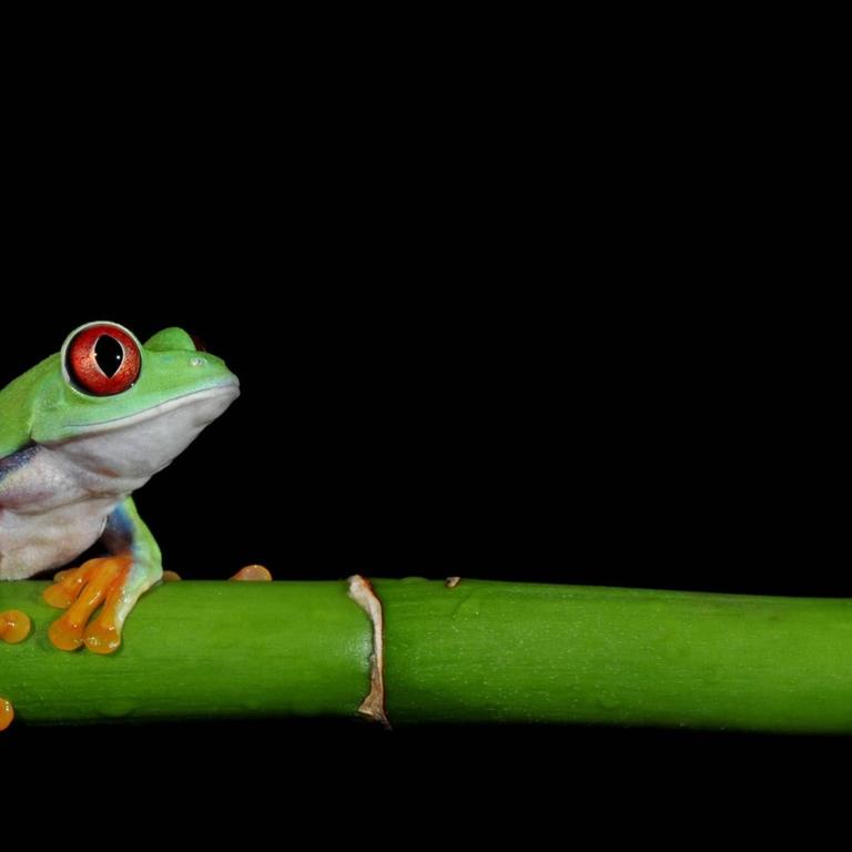 Ein bunter Frosch sitzt auf einem Bambusrohr.